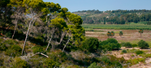 Riserva Pino D'Aleppo